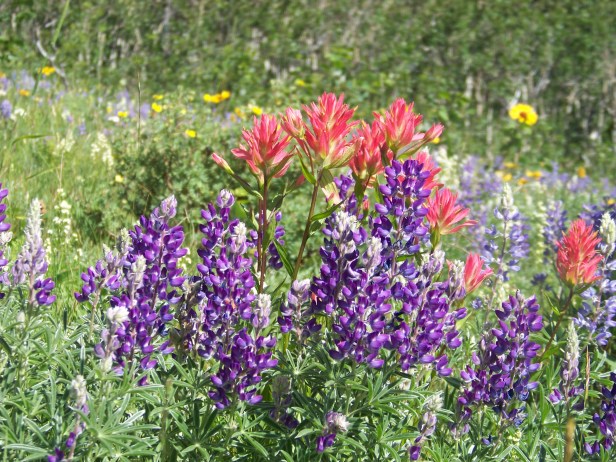 Jules National Parks 197