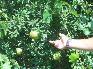 Greece & Turkey 4 442